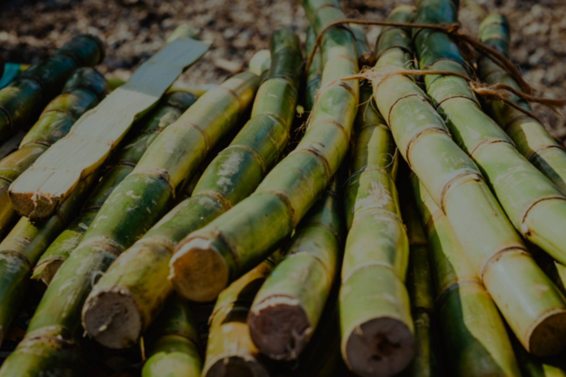 Sustainable rum is made from good sugar cane